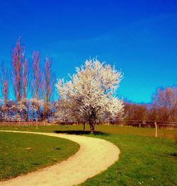 Trees in park