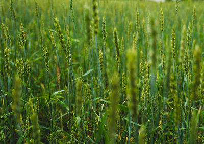 Close-up of wheat growing on field