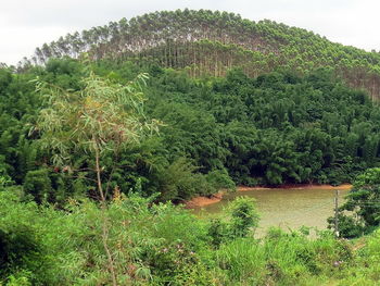 Low angle view of trees against sky