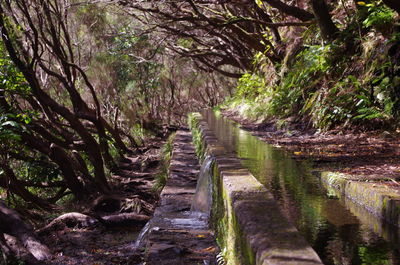 Footpath amidst trees in forest