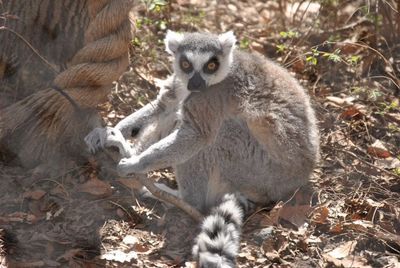 View of an animal in the forest