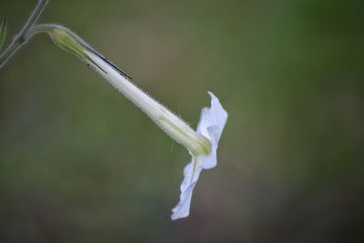 Close-up of white background