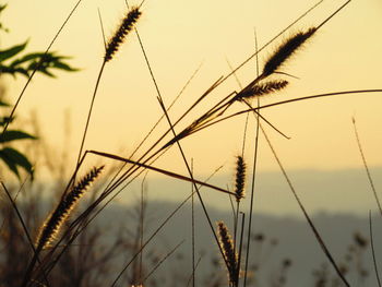 Close-up of plant against blurred background