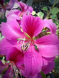 Close-up of pink flowering plants