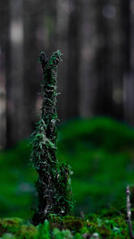 Close-up of moss growing on tree trunk