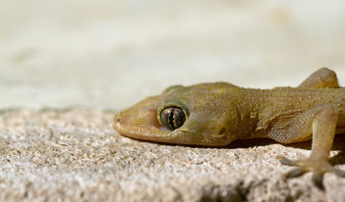 Close-up of a lizard on sand