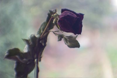 Close-up of flower against blurred background