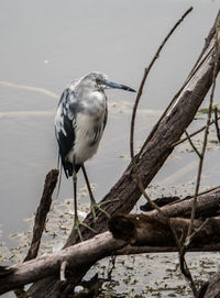 Bird perching on driftwood