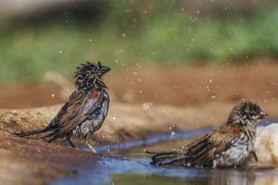 Close-up of bird perching on lake