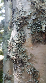 Close-up of tree trunk