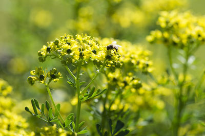 Close-up of insect on yellow flowering plant