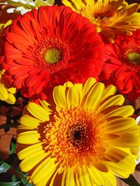 Close-up of multi colored gerbera daisy