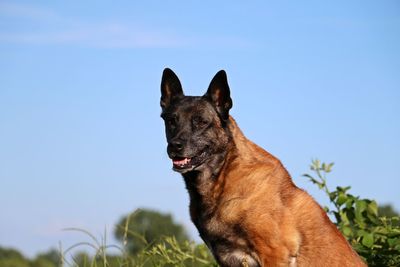 Dog looking away against clear sky