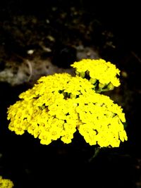 Close-up of yellow flowers