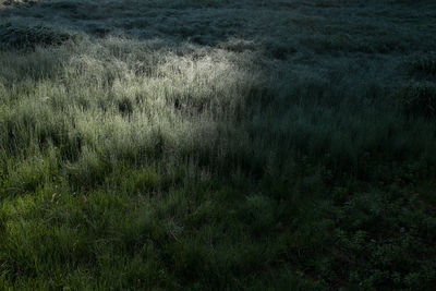 Scenic view of grassy field