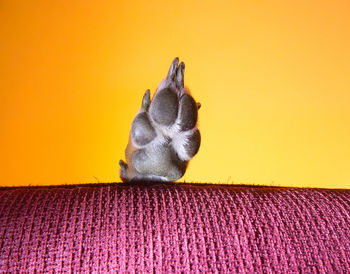 Close-up of a cat looking away