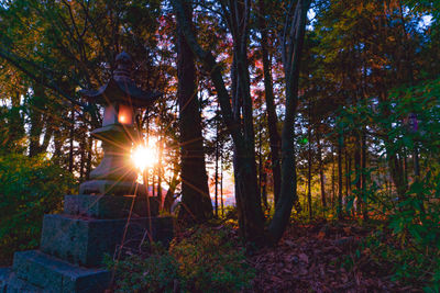 Lantern in forest against back lit
