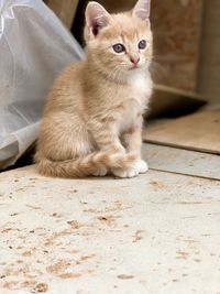 Portrait of kitten sitting on tiled floor