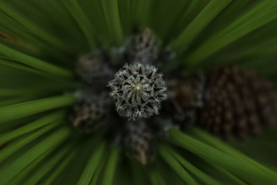 Close-up of flower