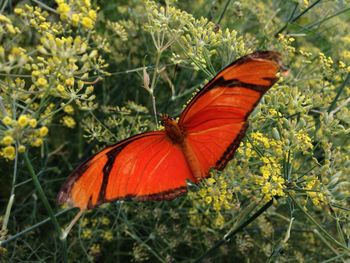 Butterfly perching on flower