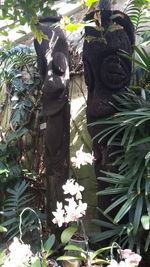 Close-up of statue against plants