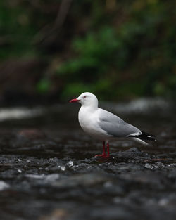 Close-up of seagull perching on a land