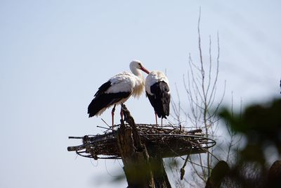 Low angle view of white storks on nest against clear sky
