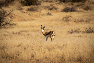 An antelope in the desert