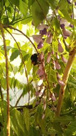 Low angle view of fruits growing on tree