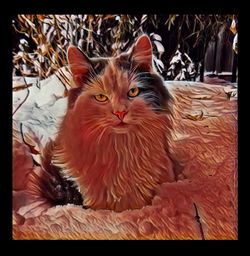 Portrait of cat