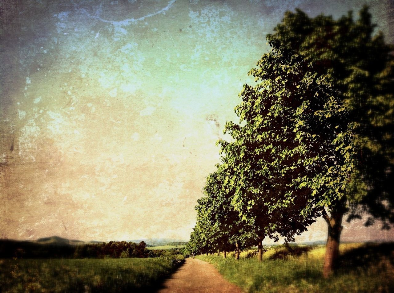 tree, the way forward, tranquility, tranquil scene, nature, road, growth, sky, beauty in nature, scenics, landscape, dirt road, field, grass, diminishing perspective, transportation, plant, street, outdoors, no people