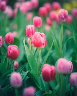 Close-up of red flowering plants