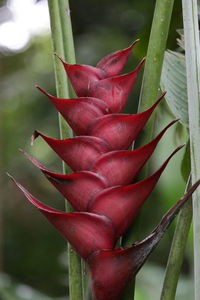 Close-up of plant