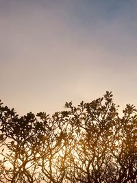 Low angle view of silhouette trees against clear sky