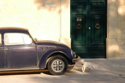 Cat living in l-imdina, malta