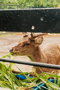 Close-up of deer