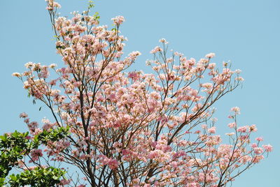 Low angle view of tree against clear sky