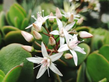 Close-up of flowers blooming outdoors