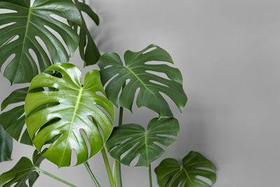 Close-up of green leaves
