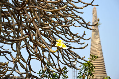Flowers on branches against temple