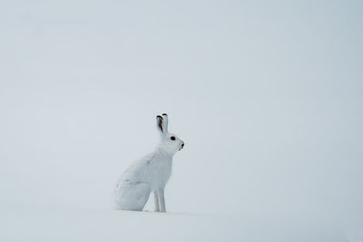 Low angle view of white cat on snow