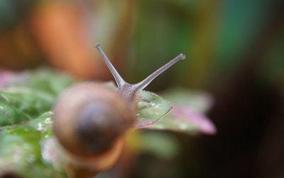 Close-up of snail on plant