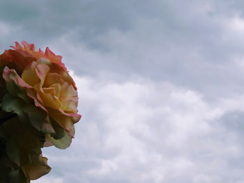Low angle view of rose against sky