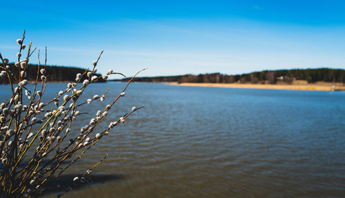 Catkins against a blue sky and lake