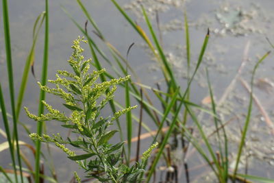 Close-up of plant growing on field