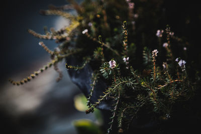 Close-up of flowering plant