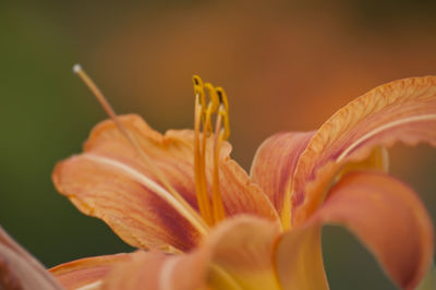 Close-up of orange flower blooming outdoors