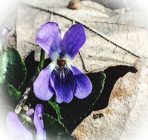 Close-up of purple flowers blooming outdoors