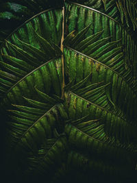 Close-up of palm tree
