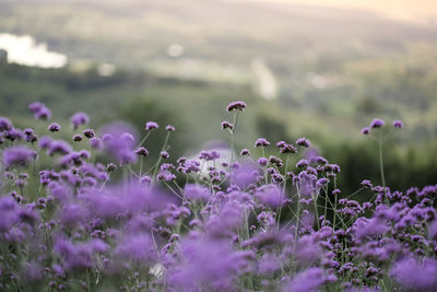 View of purple flowering plants